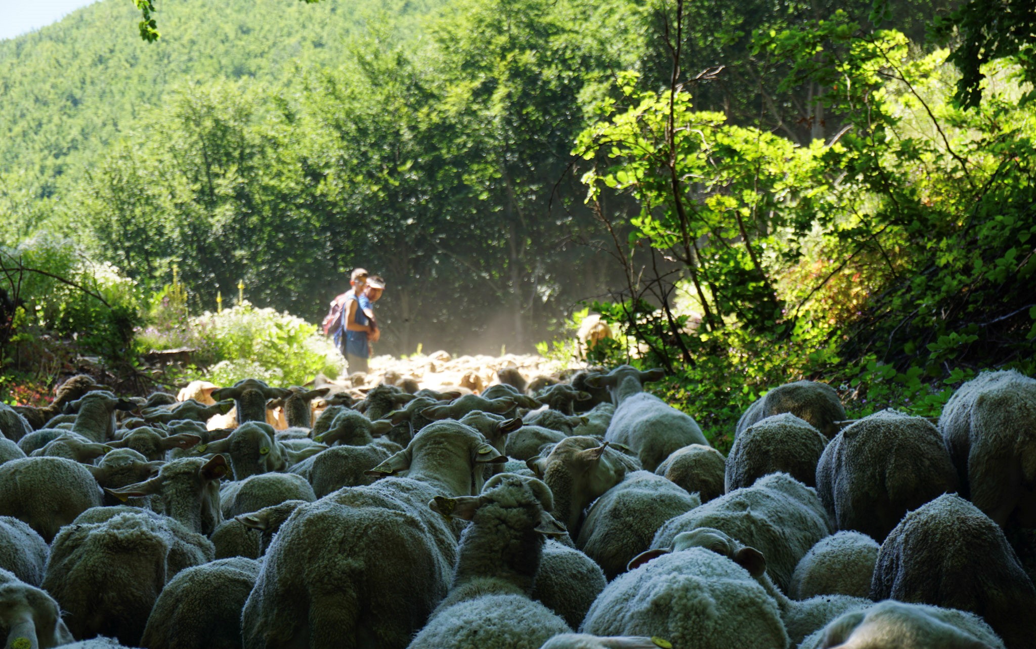 transumanza abruzzo arsita