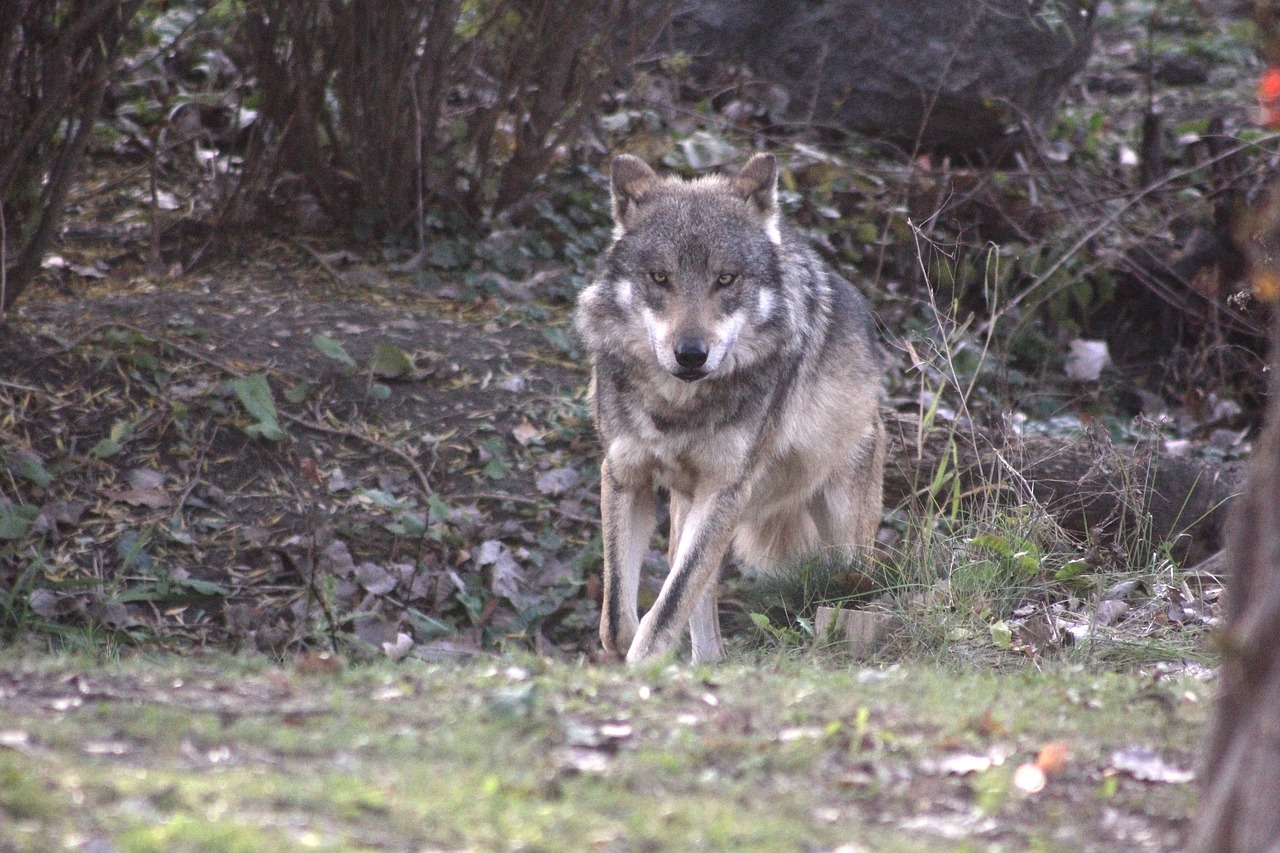 lupo abruzzo arsita